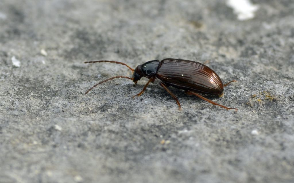 Tenebrionidae Alleculinae